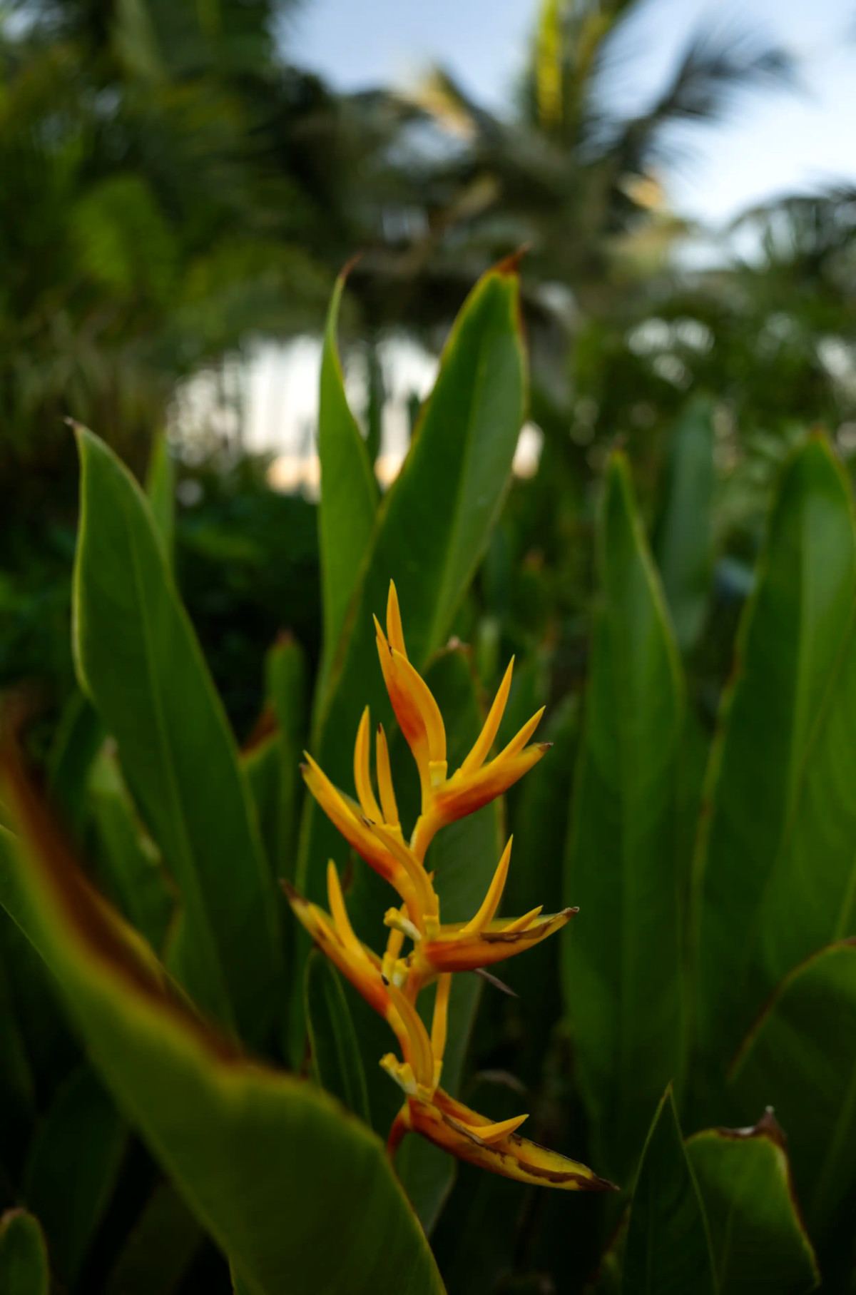 Orange heliconia flower among tropical foliage in the gardens at Kona Marine Sport Club